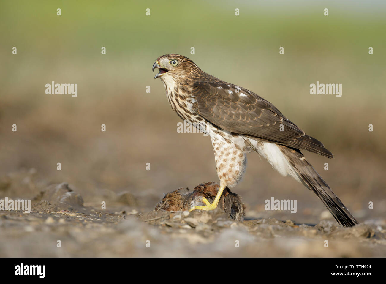 Immature Cooper's Hawk (Accipiter cooperii)  sitting on top of a caught prey in Chambers County, Texas, USA. Seen from the side. Stock Photo