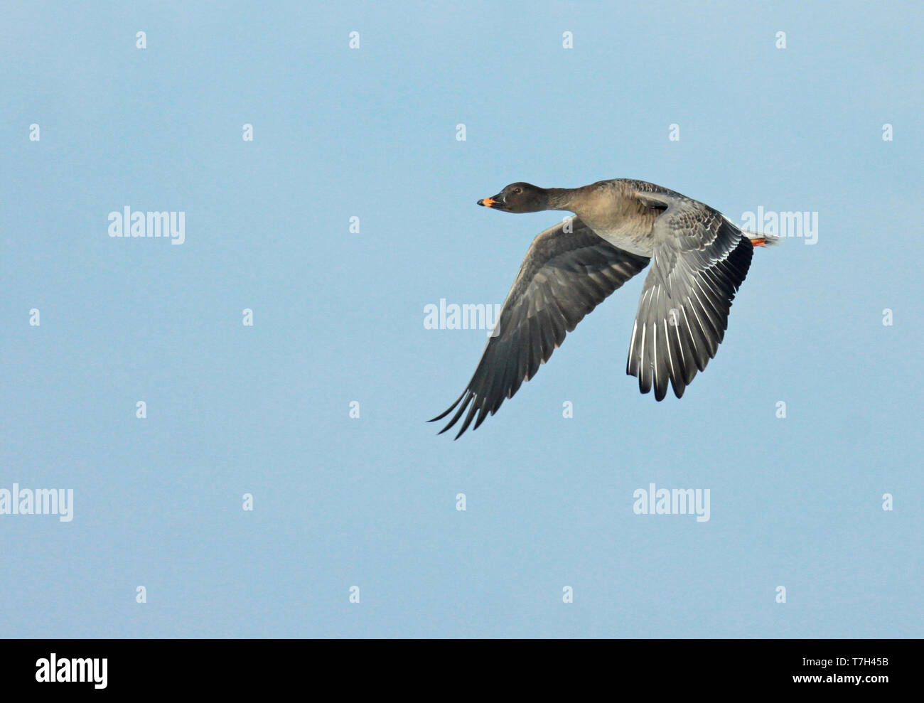 Tundra Bean Goose (Anser serrirostris). Adult in flight seen from the