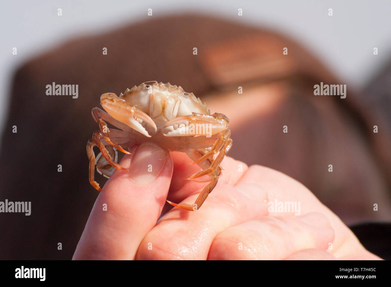 Flying crab (Liocarcinus holsatus) held in a hand Stock Photo Alamy