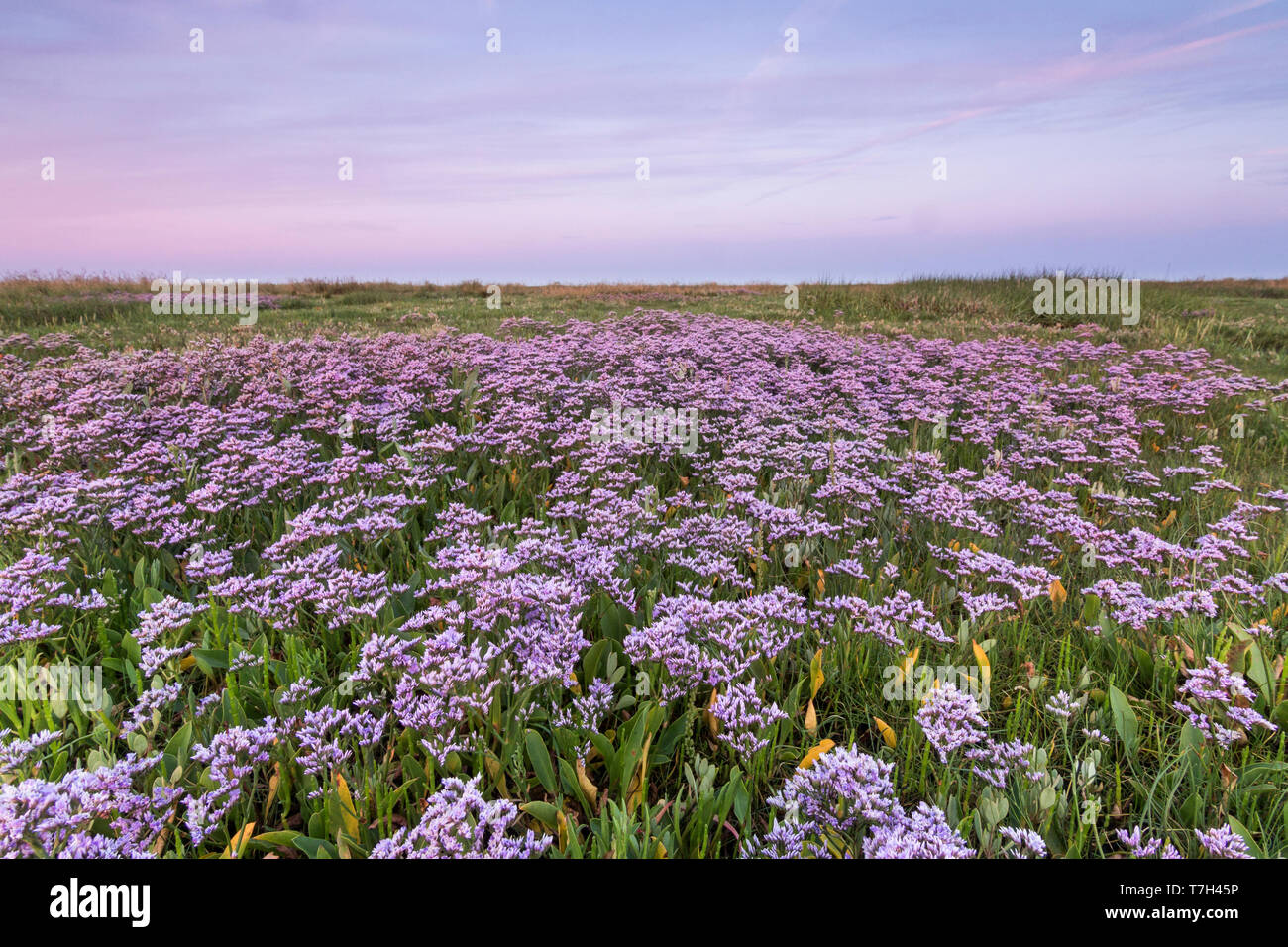 Common sea lavender (Limonium vulgare), Hamburger Hallig, Germany Stock Photo