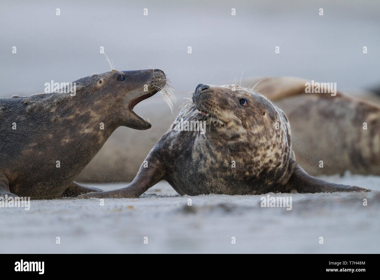 Grey Seal (Halichoerus grypus) resting on a German beach in the North Sea Stock Photo