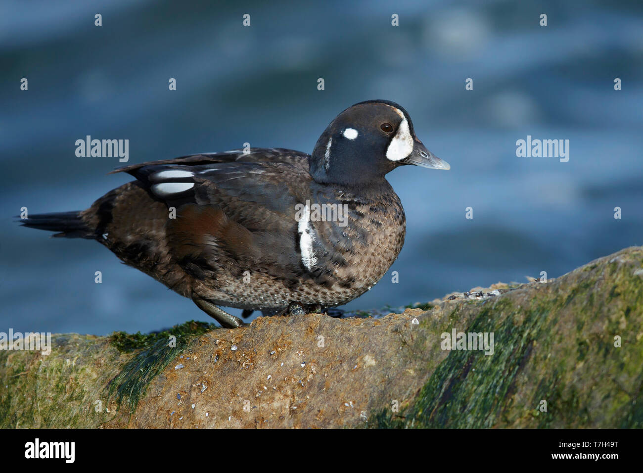 Firstwinter male Harlequin Duck (Histrionicus histrionicus) along the
