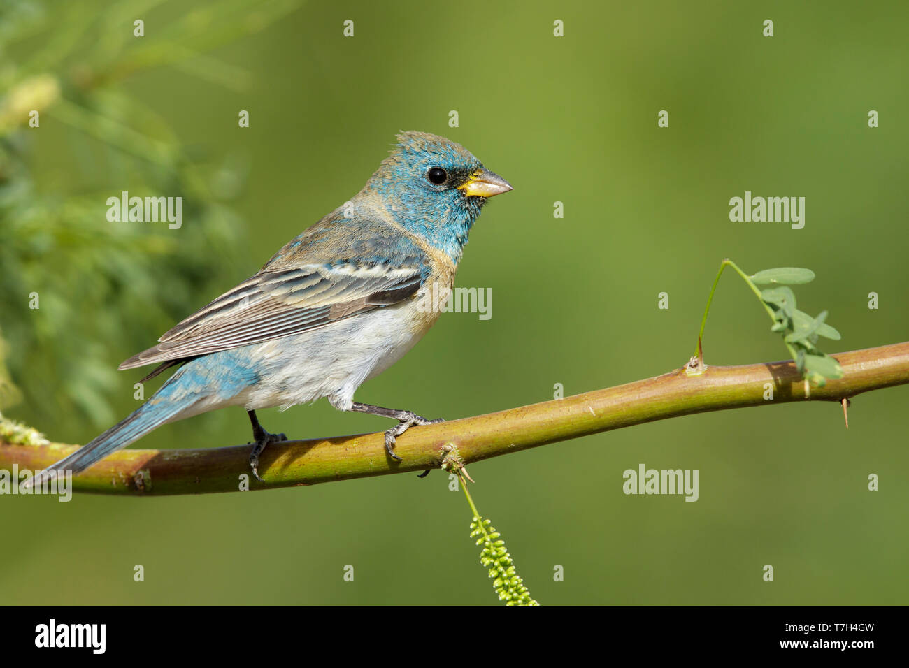 Adult male Lazuli Bunting (Passerina amoena) in transition to breeding plumage in Riverside County in California. Perched on a twig during spring. Stock Photo