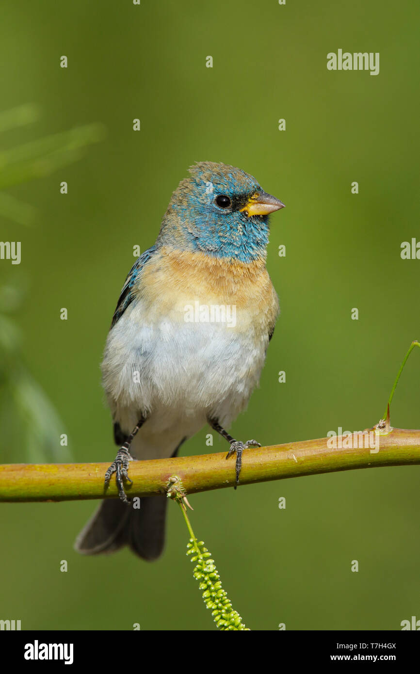 Adult male Lazuli Bunting (Passerina amoena) in transition to breeding plumage in Riverside County in California. Perched on a twig during spring. Stock Photo
