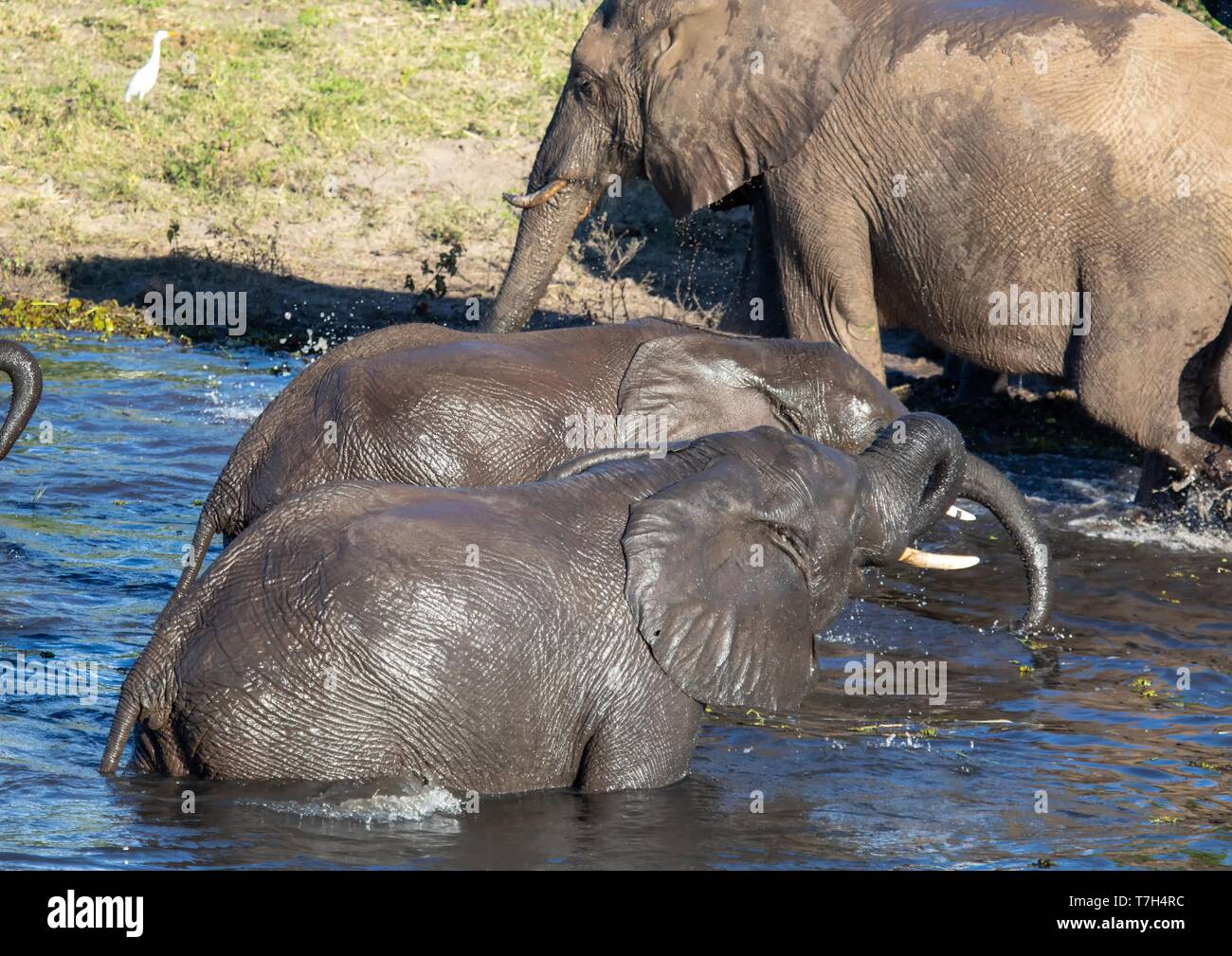 Elephants bathing and playing in the water of the chobe river in Botswana during summer Stock Photo