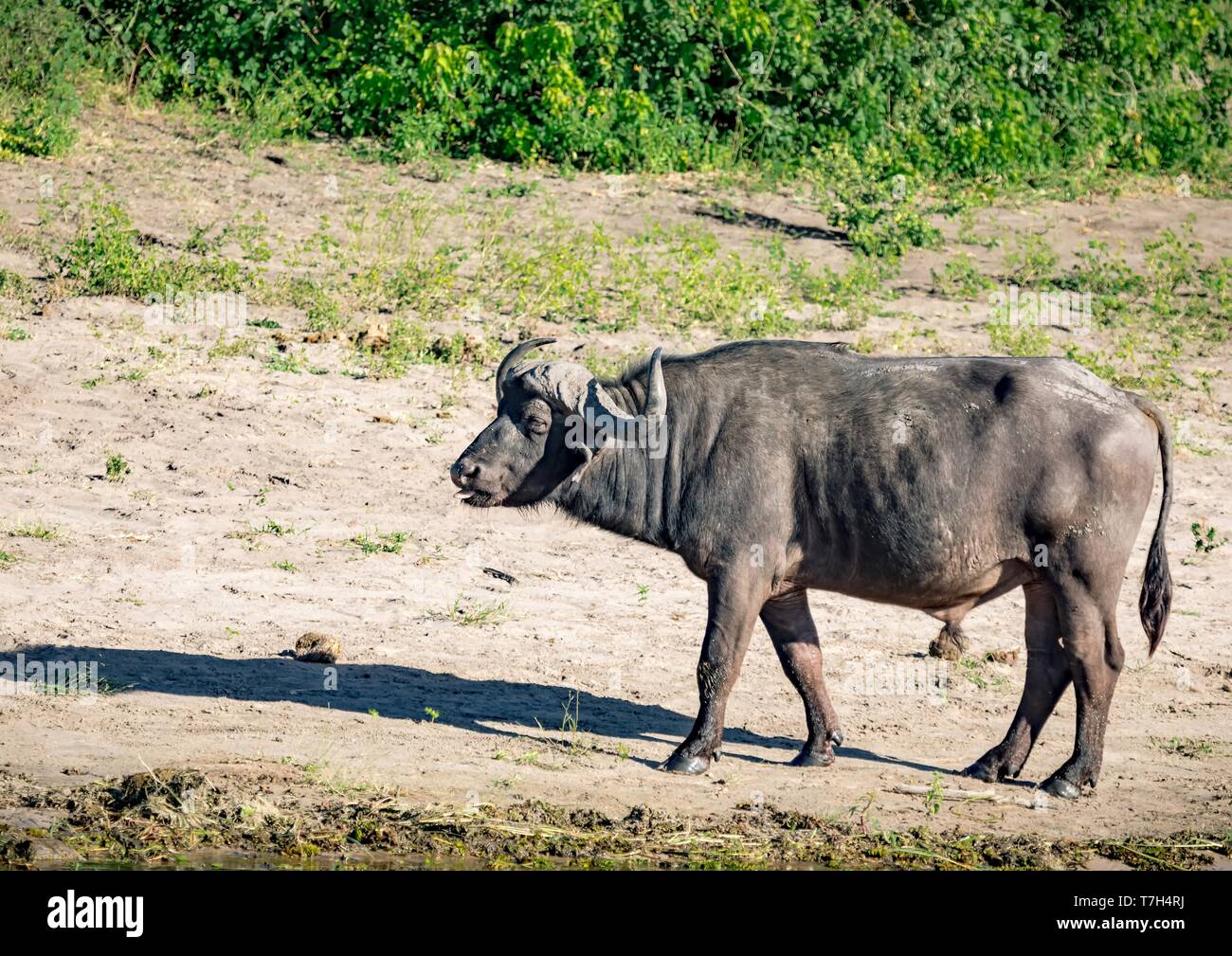 One of the Big Five is an African Buffalo standing near the river Chobe in Botswana during summer Stock Photo