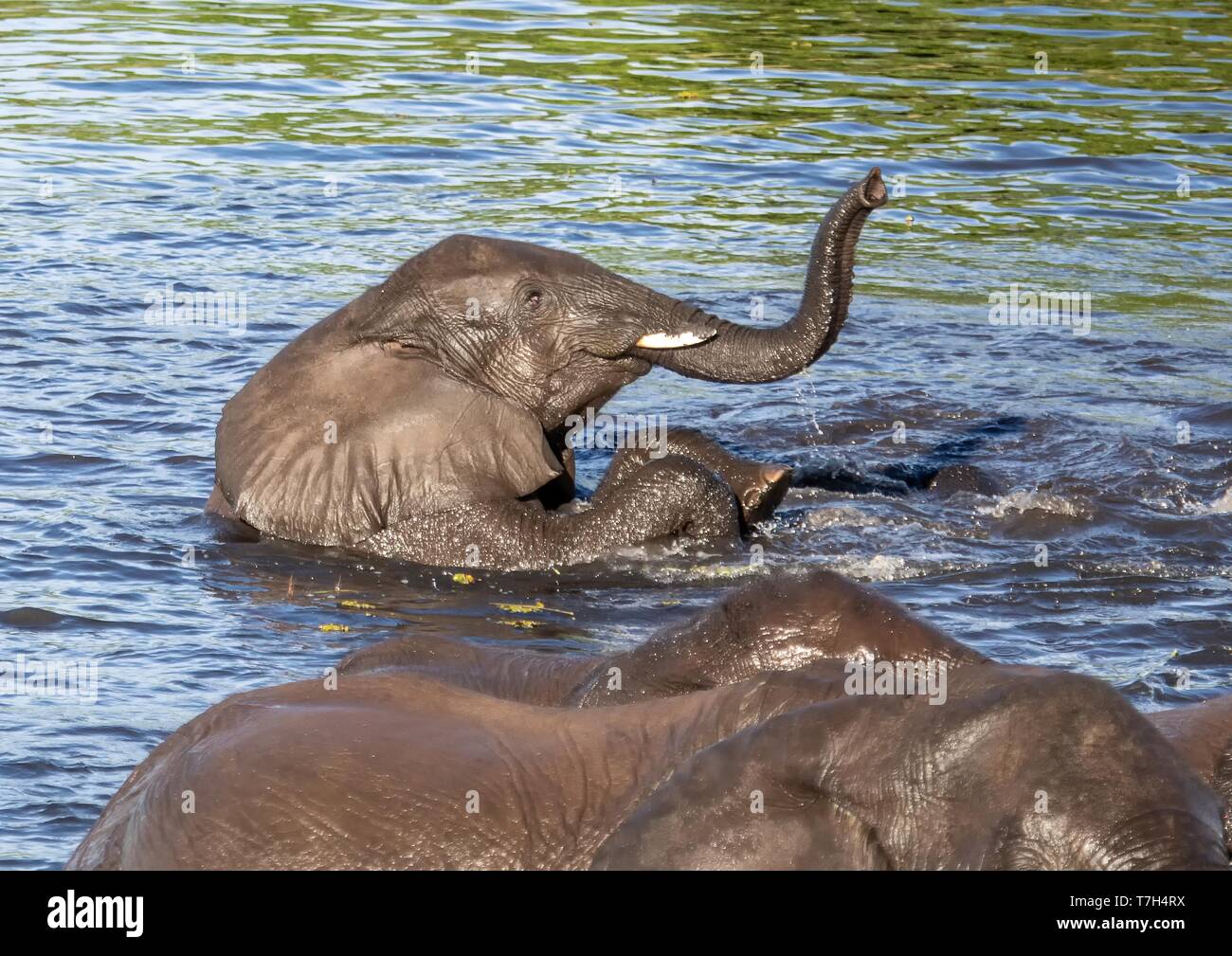 Elephants bathing and playing in the water of the chobe river in Botswana during summer Stock Photo