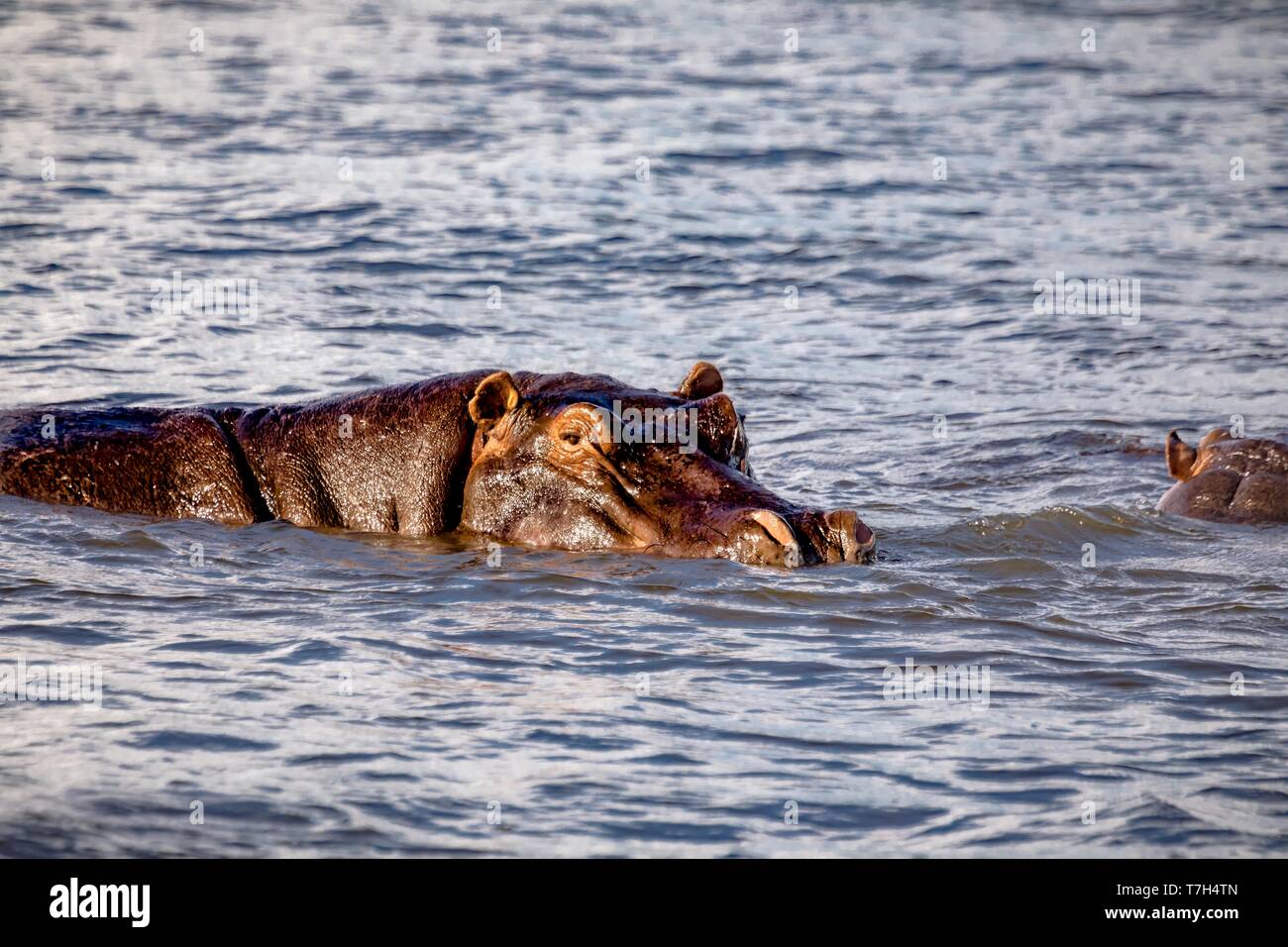 Swimming Hippopotamus in the river Chobe in Botswana Stock Photo