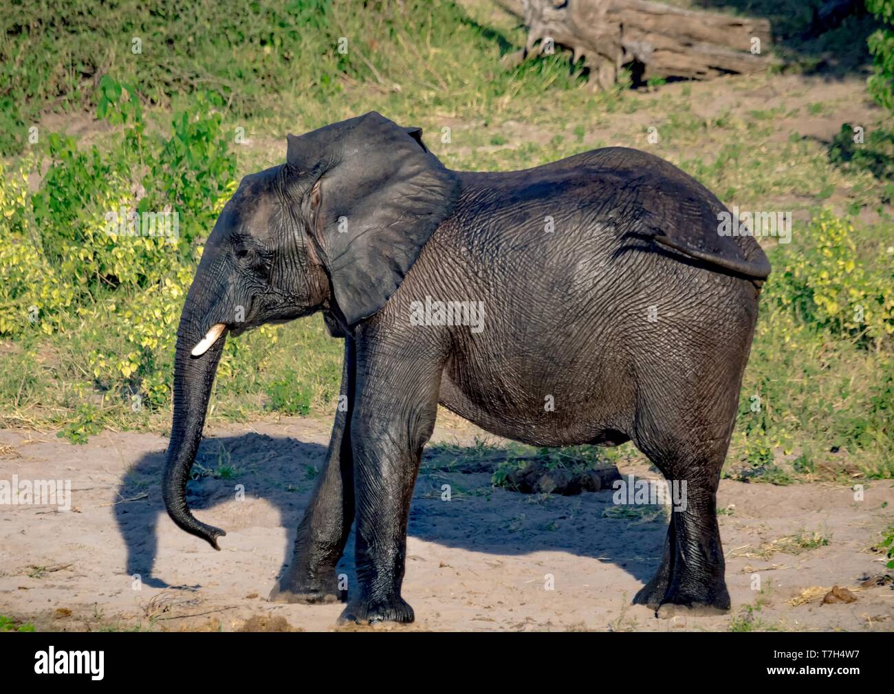 Elephants bathing and playing in the water of the chobe river in Botswana during summer Stock Photo