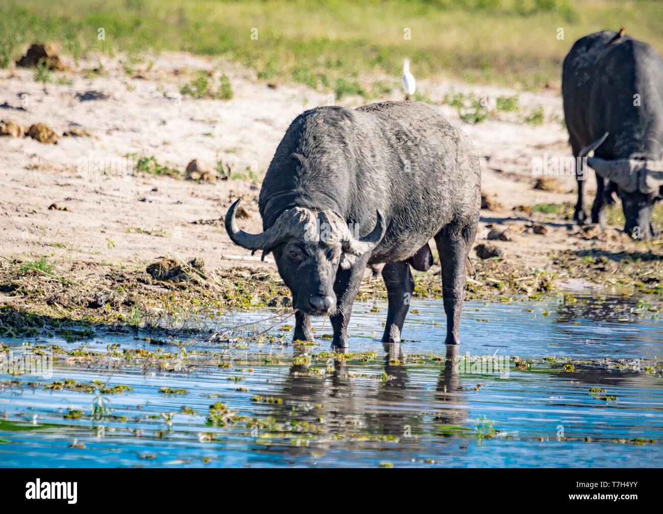 One of the Big Five is an African Buffalo standing near the river Chobe in Botswana during summer Stock Photo