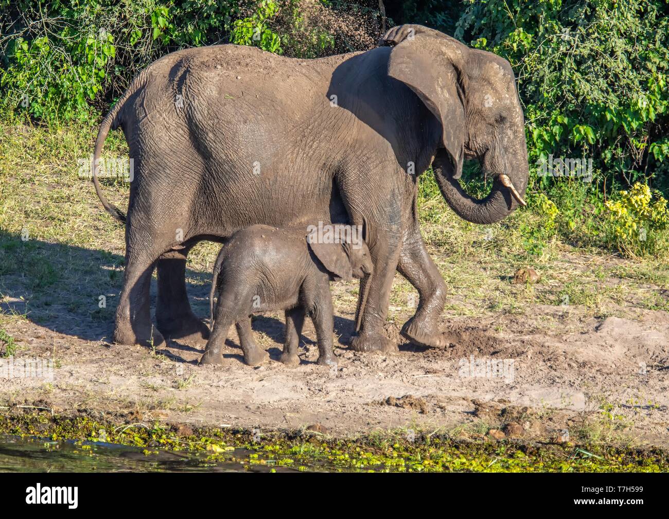 Elephants bathing and playing in the water of the chobe river in Botswana during summer Stock Photo