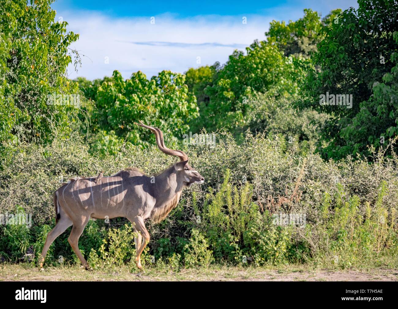 Greater Kudu male at the river Chobe in Botswana during summer Stock Photo