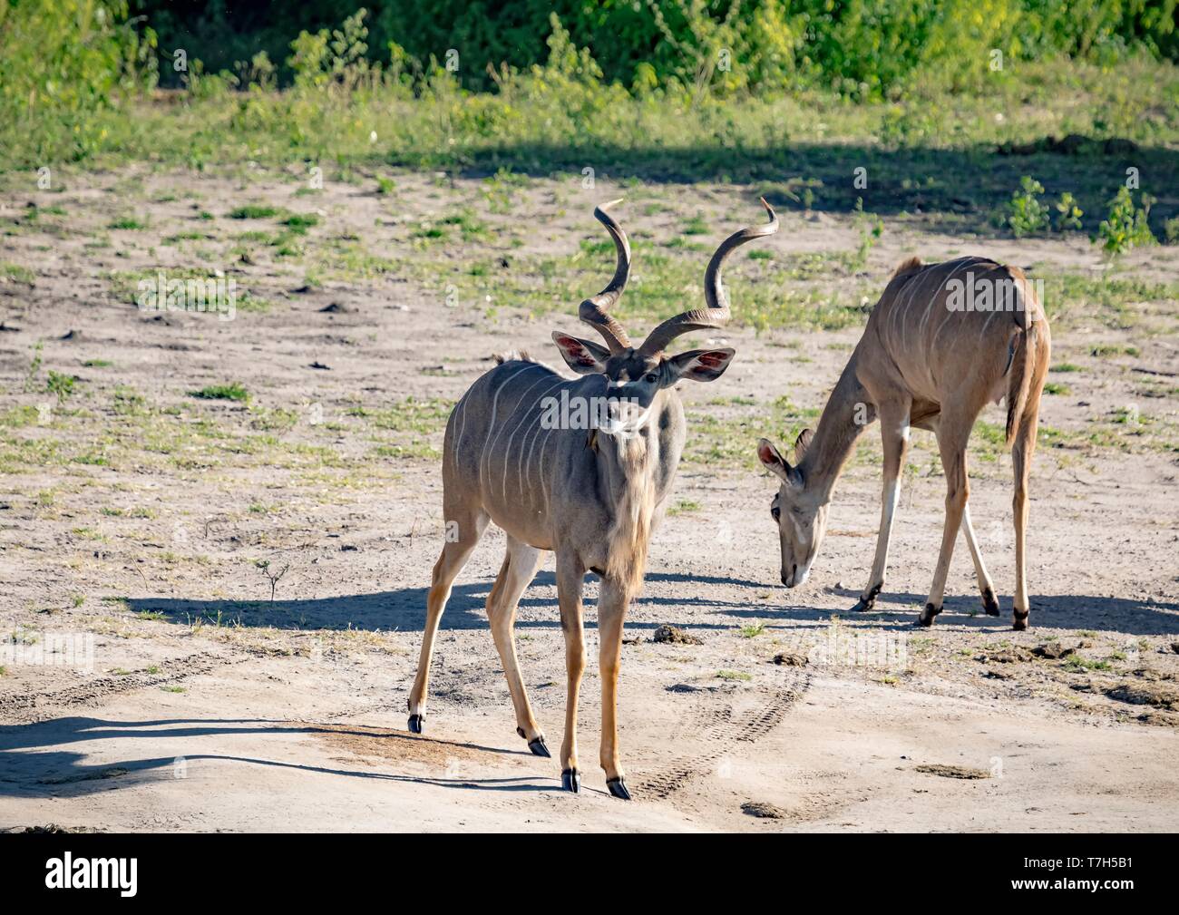 Greater Kudu males at the river Chobe in Botswana during summer Stock Photo