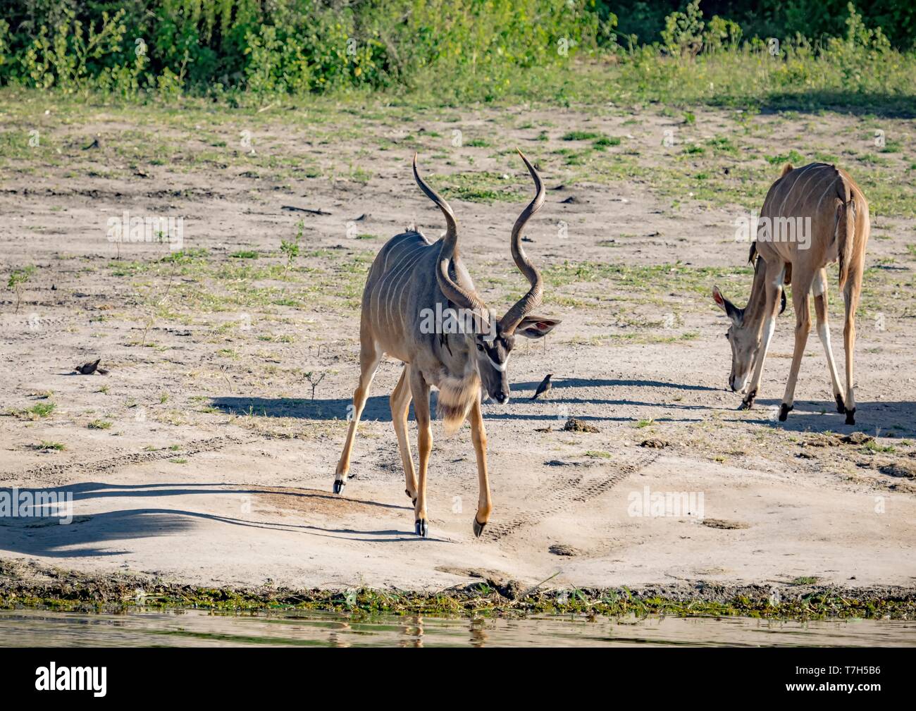 Greater Kudu males at the river Chobe in Botswana during summer Stock Photo