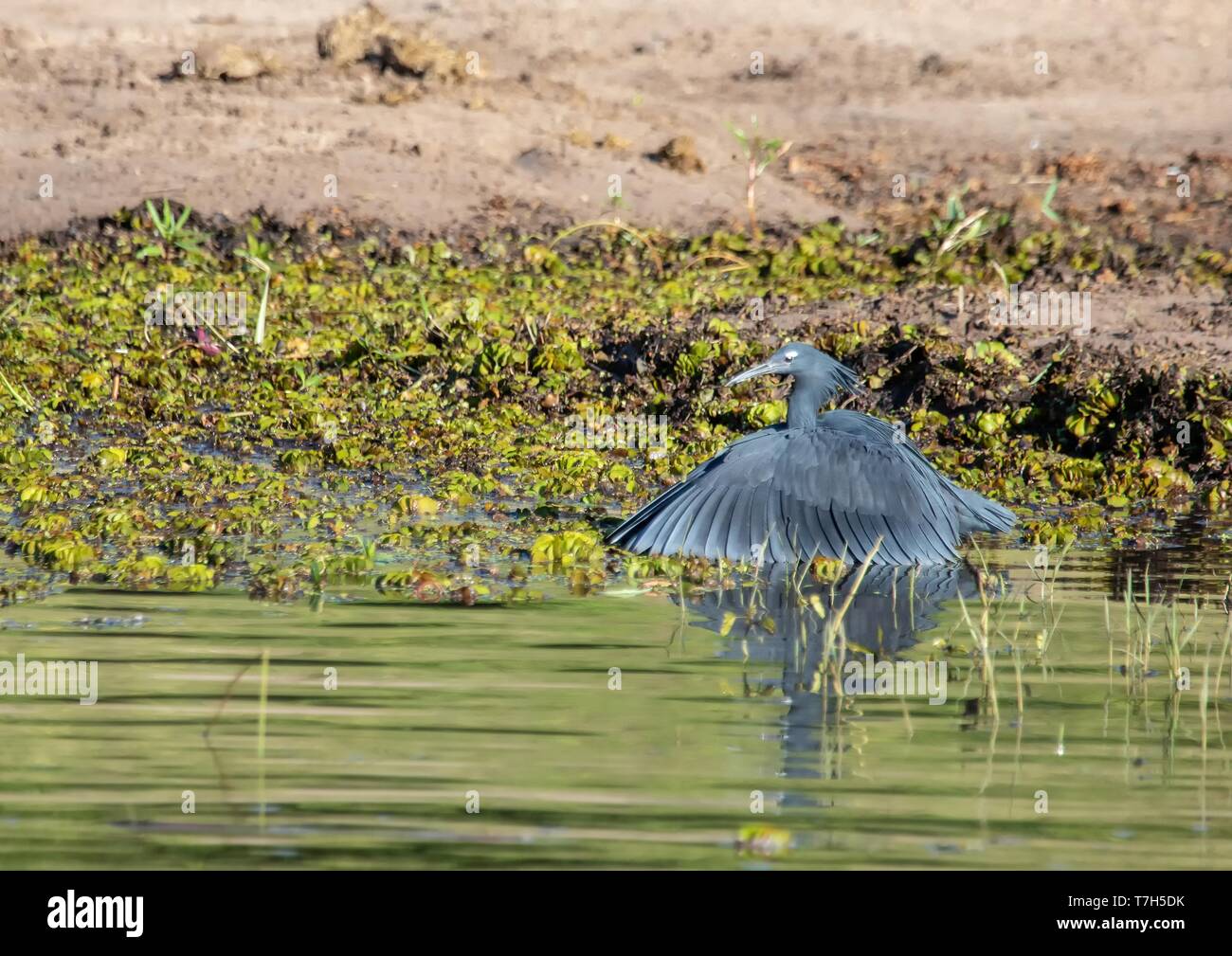 Black Heron near the river Chobe in Botswana during summer Stock Photo
