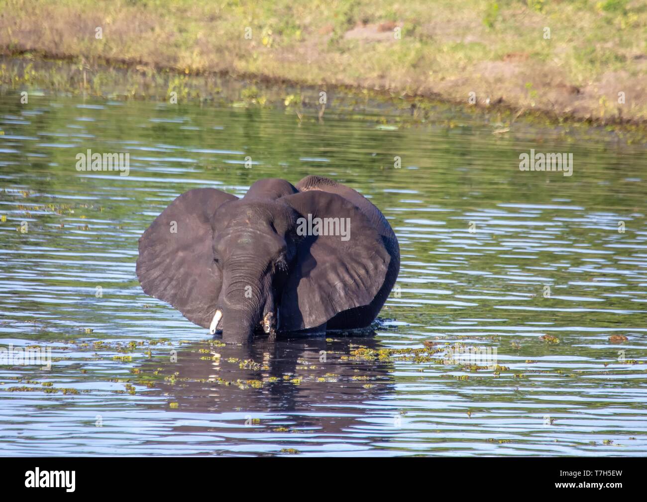 Elephant bathing and playing in the water of the chobe river in Botswana during summer Stock Photo