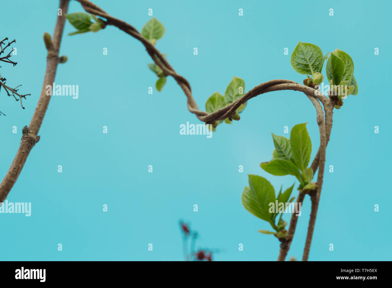 Loach, ivy, a plant that crawls intertwining with each other up. Blue background, isolated. Stock Photo