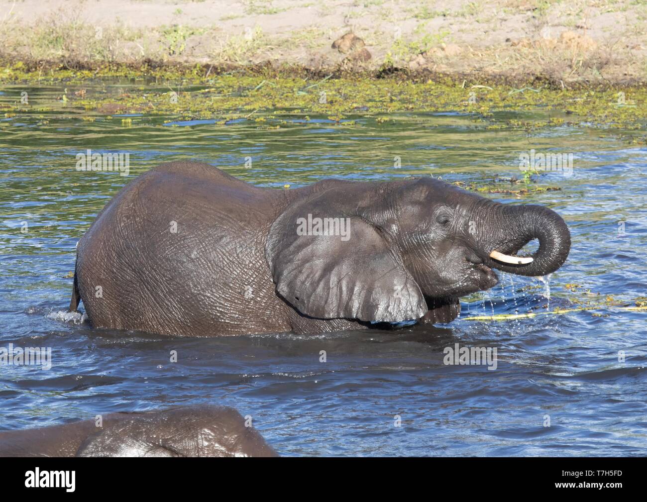 Elephant bathing and playing in the water of the chobe river in Botswana during summer Stock Photo