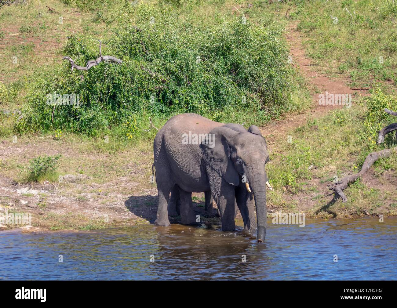 Elephant near the water of the chobe river in Botswana during summer Stock Photo