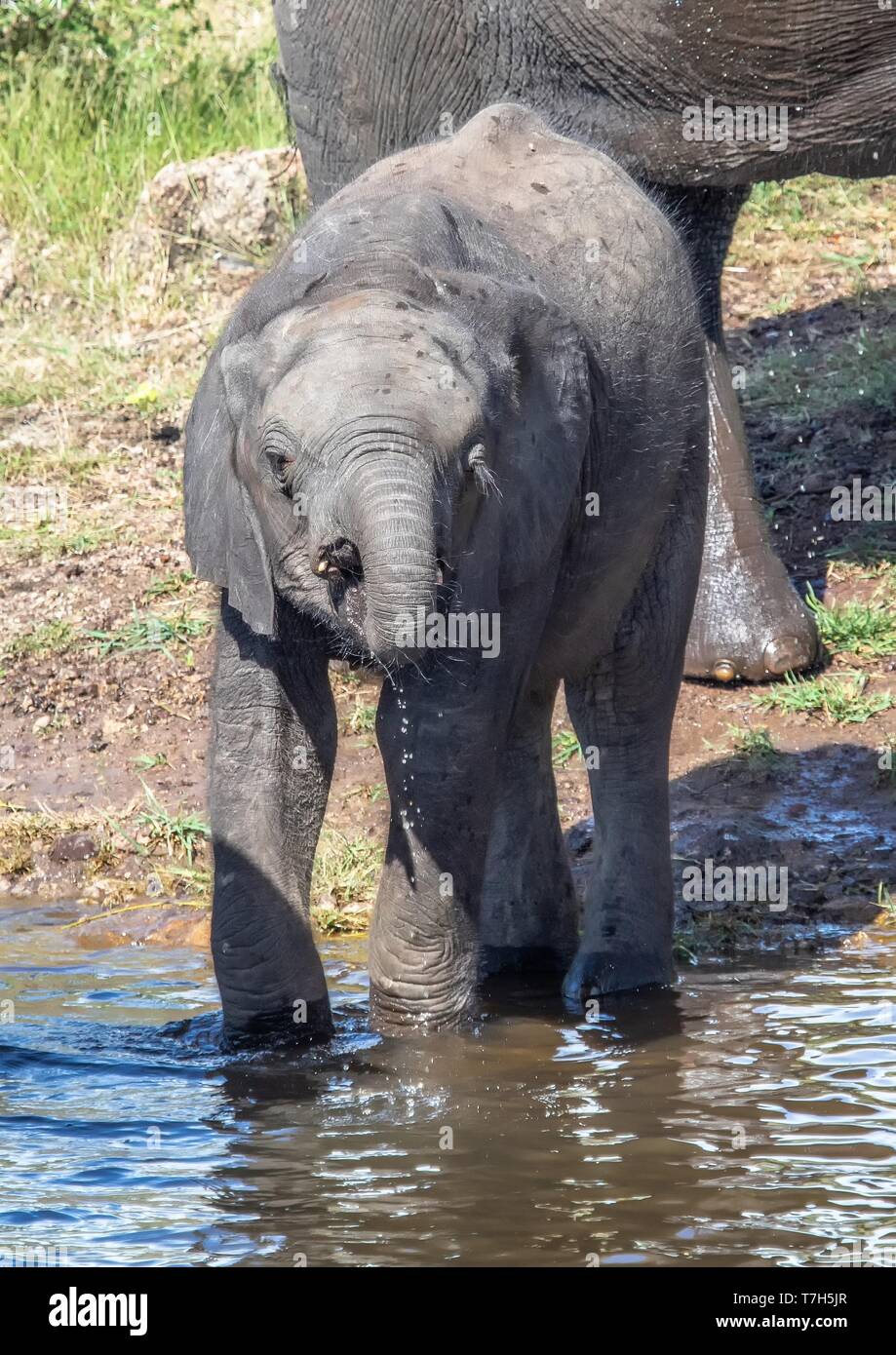 Elephant baby near the water of the chobe river in Botswana during summer Stock Photo