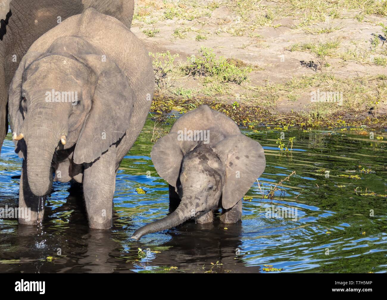Elephants near the water of the chobe river in Botswana during  summer Stock Photo