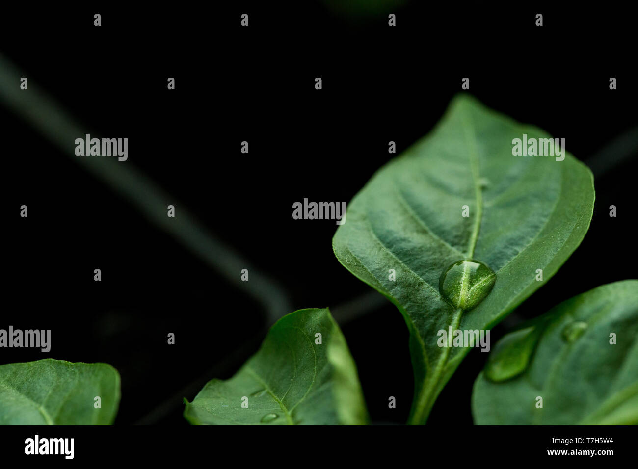 The sweet pepper plant sprouts from the ground . Drops of water on the