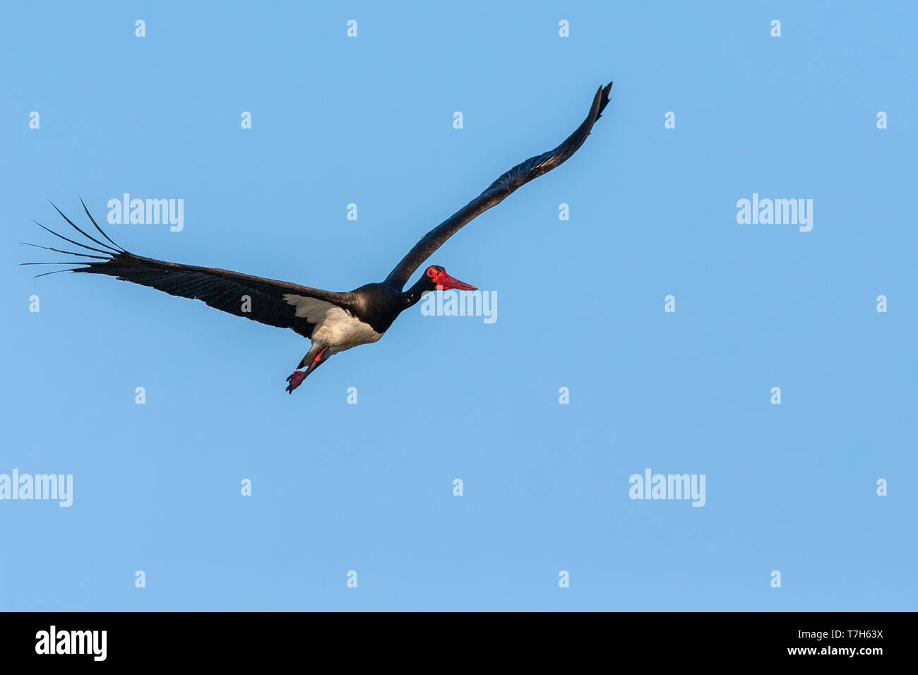 Adult Black Stork (Ciconia nigra) in flight during spring migration on the Greek island Lesvos. Stock Photo