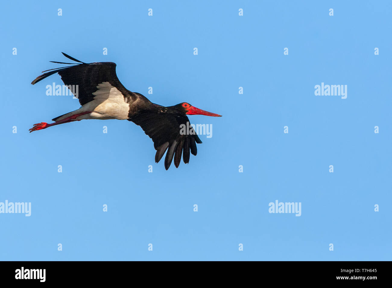 Adult Black Stork (Ciconia nigra) in flight during spring migration on the Greek island Lesvos. Stock Photo