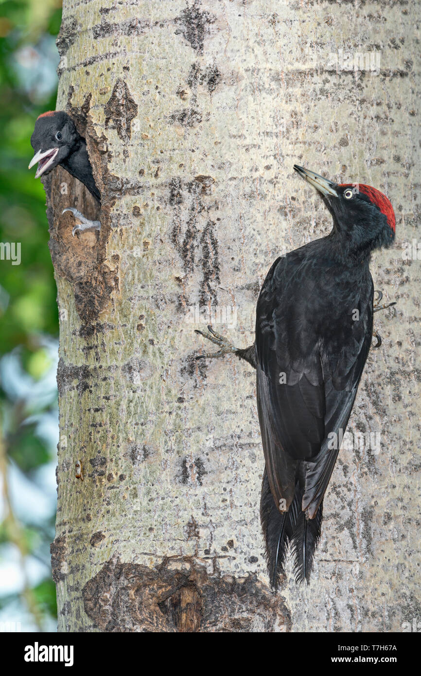 Black Woodpecker Dryocopus Martius Stock Photo Alamy black-woodpecker-dryocopus-martius-stock-photo-alamy