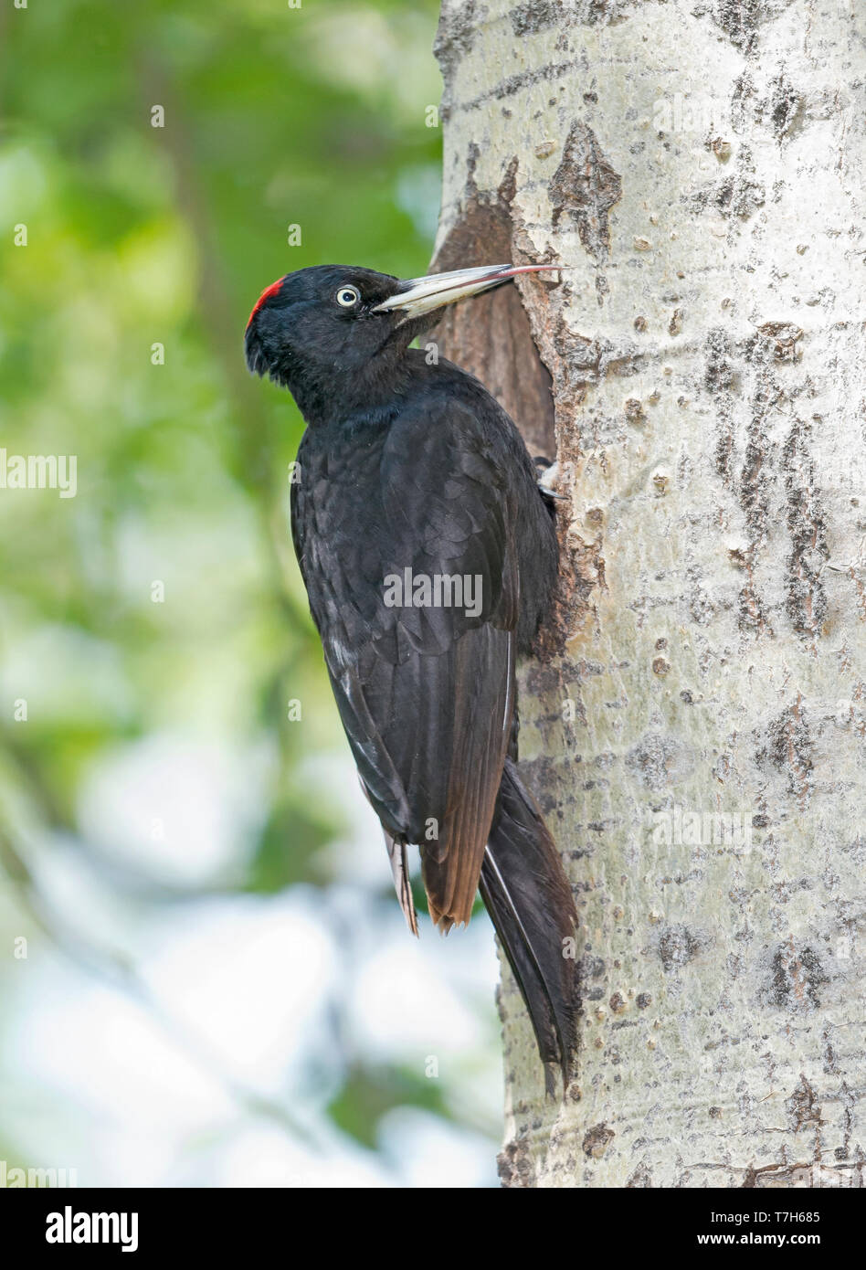 Black Woodpecker Dryocopus Martius Stock Photo Alamy black-woodpecker-dryocopus-martius-stock-photo-alamy