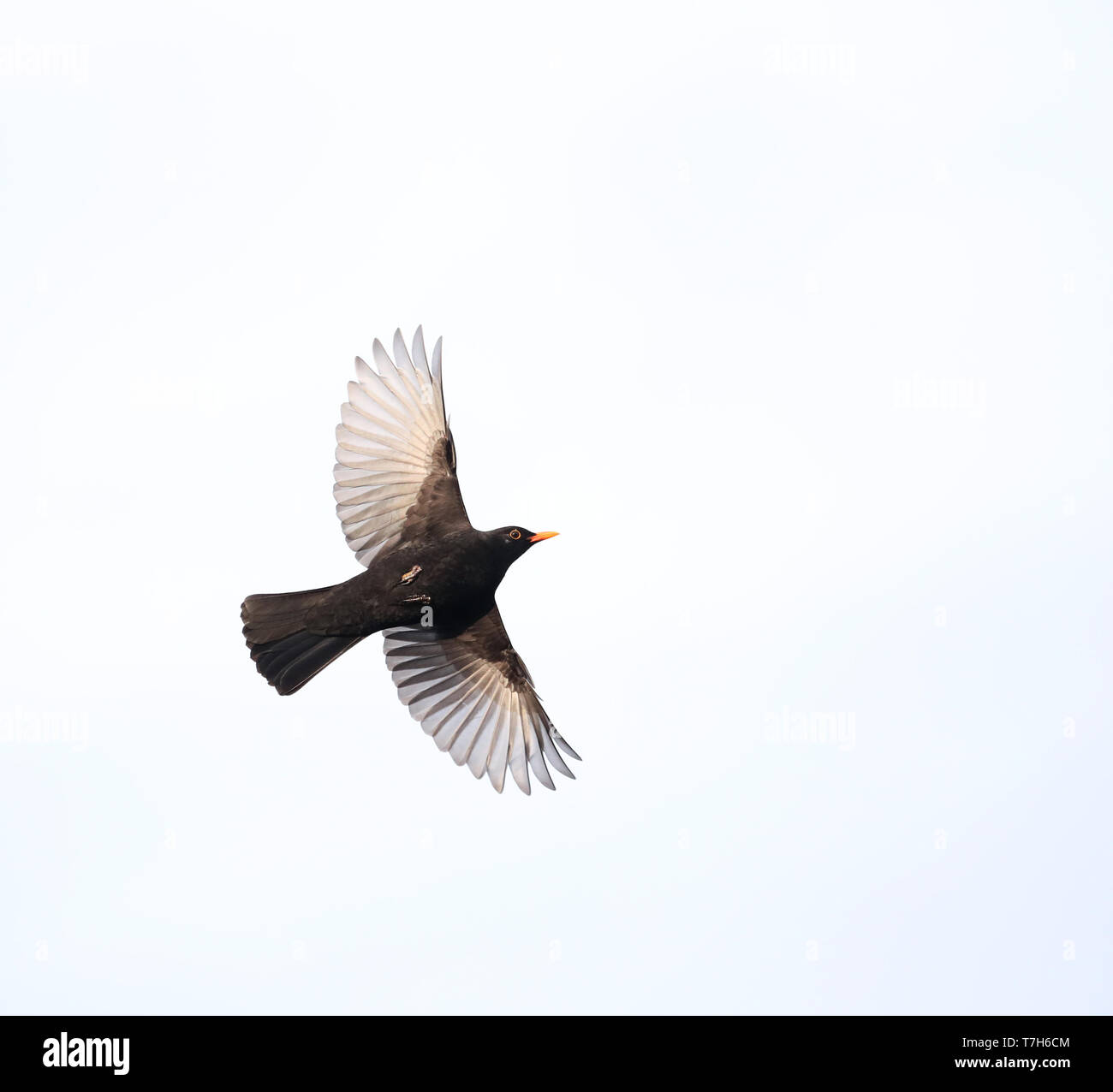 Flying male Common Blackbird (Turdus merula) during winter in an urban area  in Wageningen in the Netherlands Stock Photo - Alamy