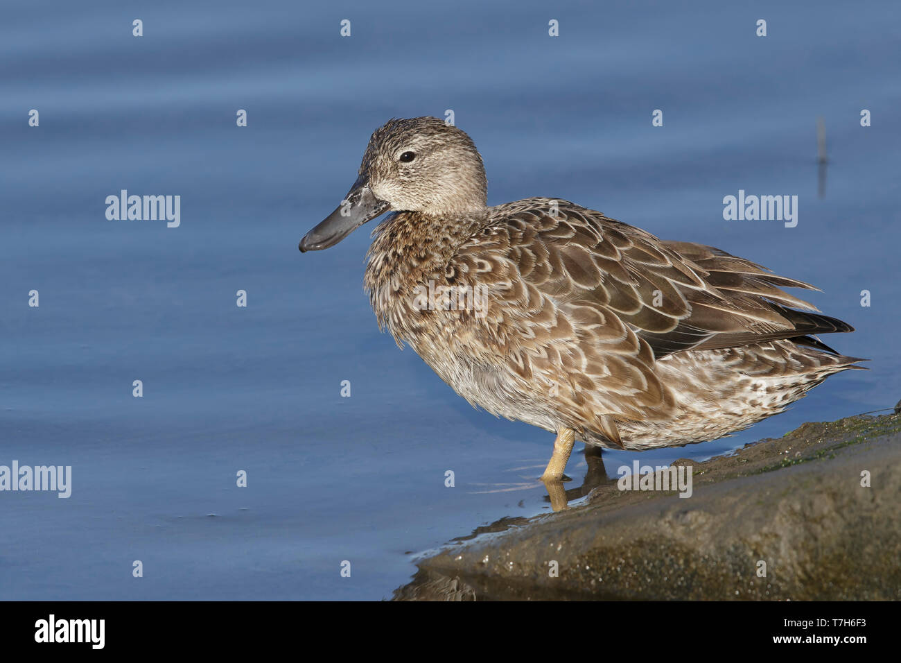 Adult female Blue-winged Teal (Anas discors) in winter San Diego Co., CA January 2016 Stock Photo