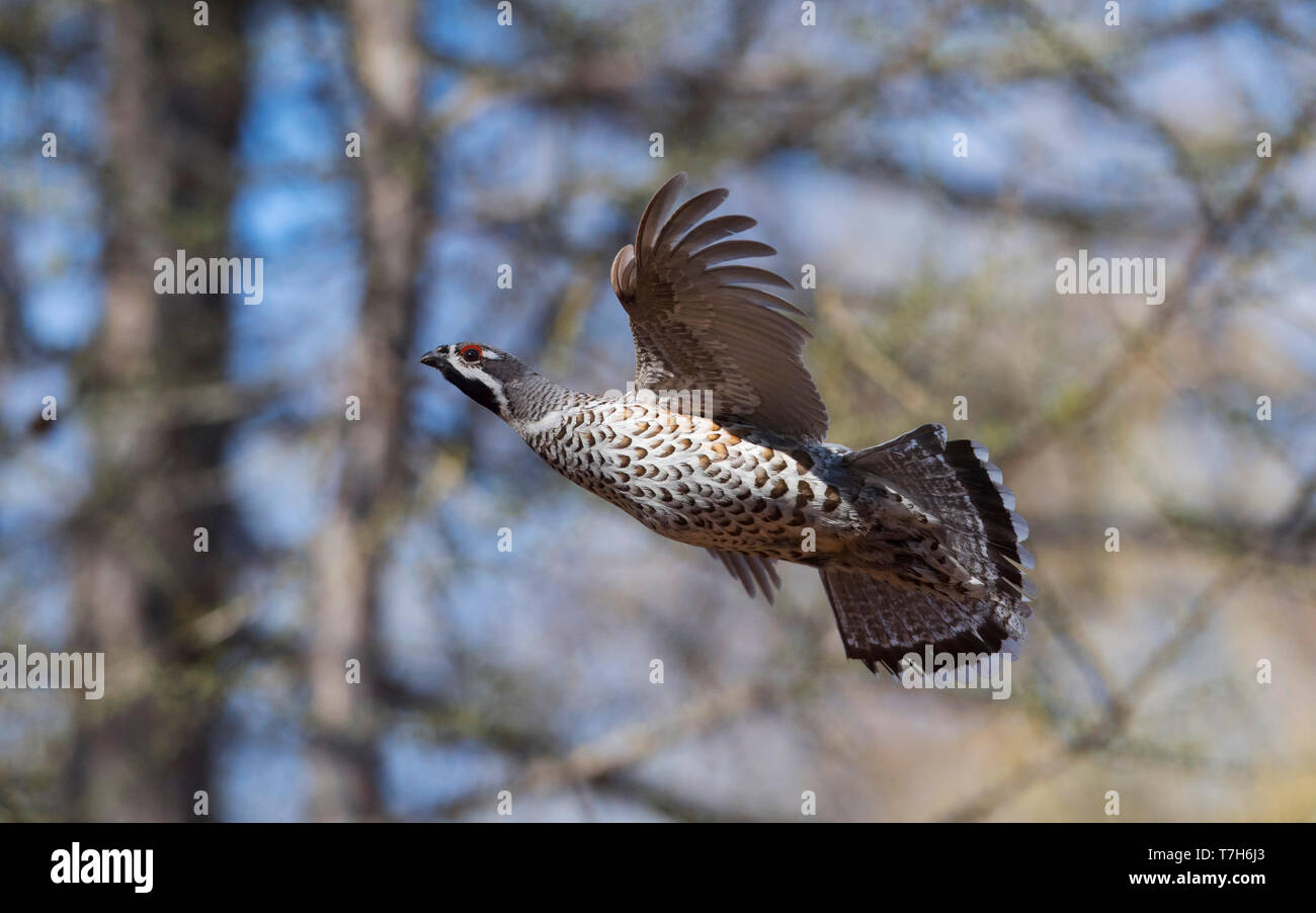 Side view of a male Hazel Grouse (Tetrastes bonasia) in flight. Mongolia Stock Photo