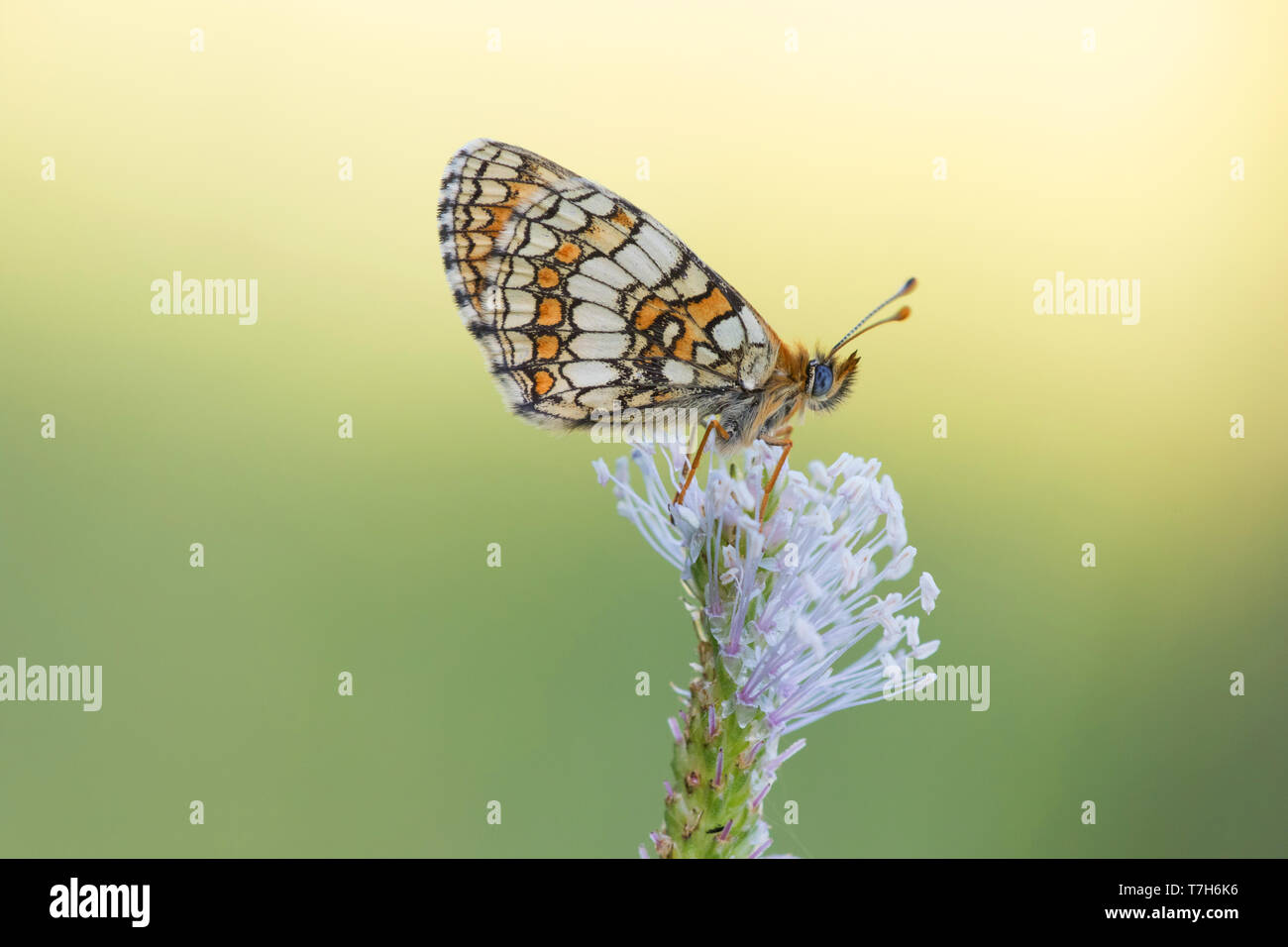 Heath Fritillary (Melitaea athalia) resting on top of small flower in Mercantour in France, against a natural green colored background. Stock Photo