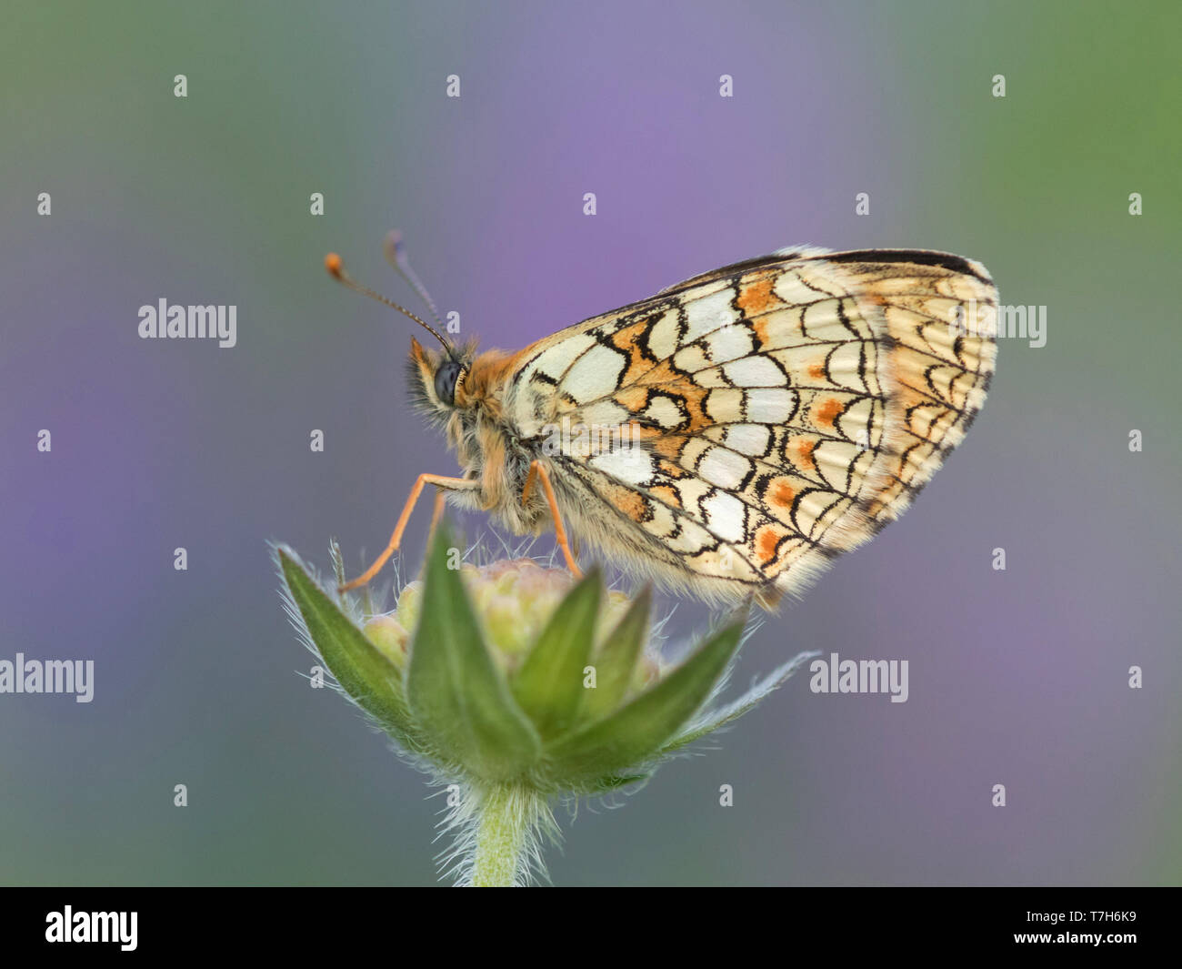 Heath Fritillary (Melitaea athalia) resting on top of small plant in Mercantour in France, against a natural purple colored background. Stock Photo