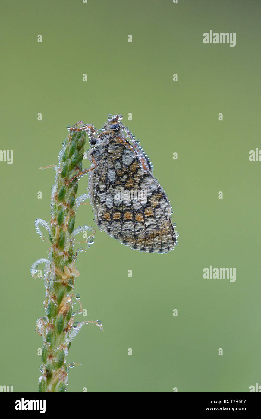 Heath Fritillary (Melitaea athalia) resting on top of small flower in Mercantour in France, against a natural green colored background. Stock Photo