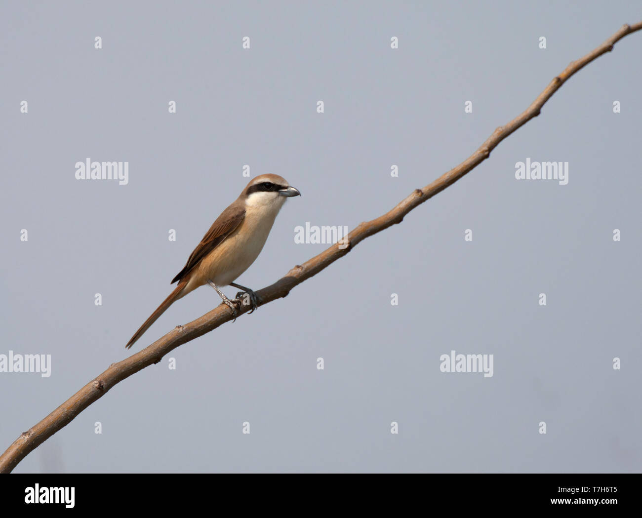 Brown Shrike perched on a branch Stock Photo