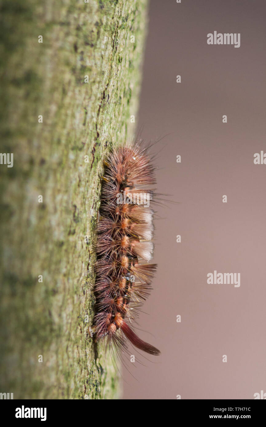 Calliteara pudibunda - Pale Tussock - Buchen-Streckfuß, Germany (Mecklenburg-Vorpommern), larva Stock Photo
