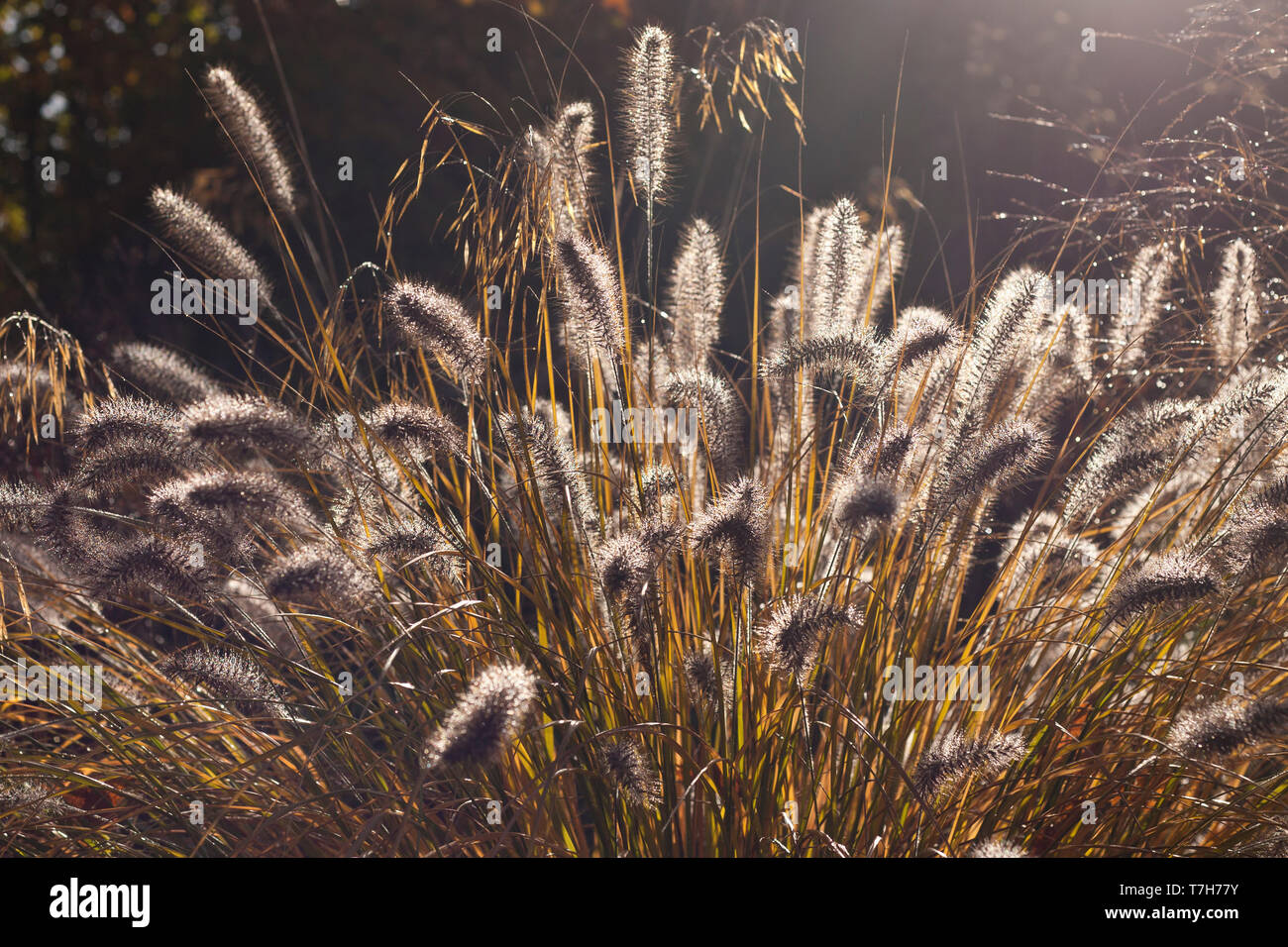 Chinese fountaingrass (Pennisetum alopecuroides) in backlight in fall Stock Photo