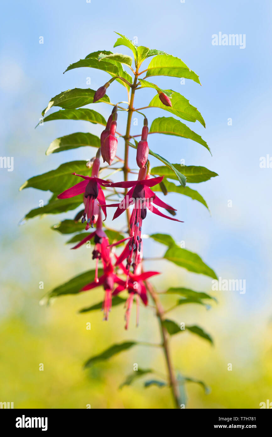 Ladies eardrops hires stock photography and images Alamy