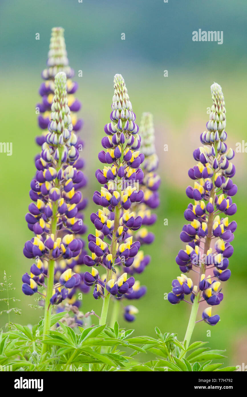 Flowering Lupin (Lupinus) at Lentevreugd in summer Stock Photo Alamy
