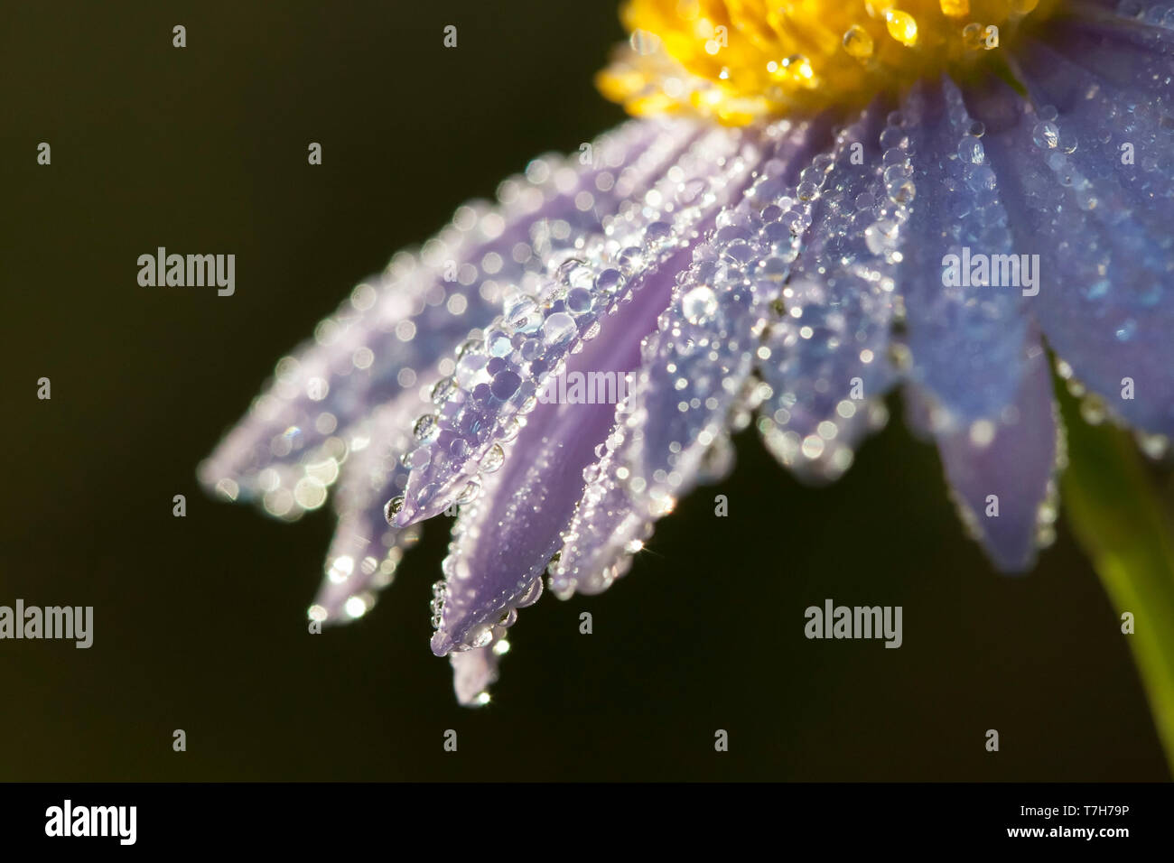 Close up of Eastern Showy Aster (Eurybia spectabilis) covered in dew Stock Photo