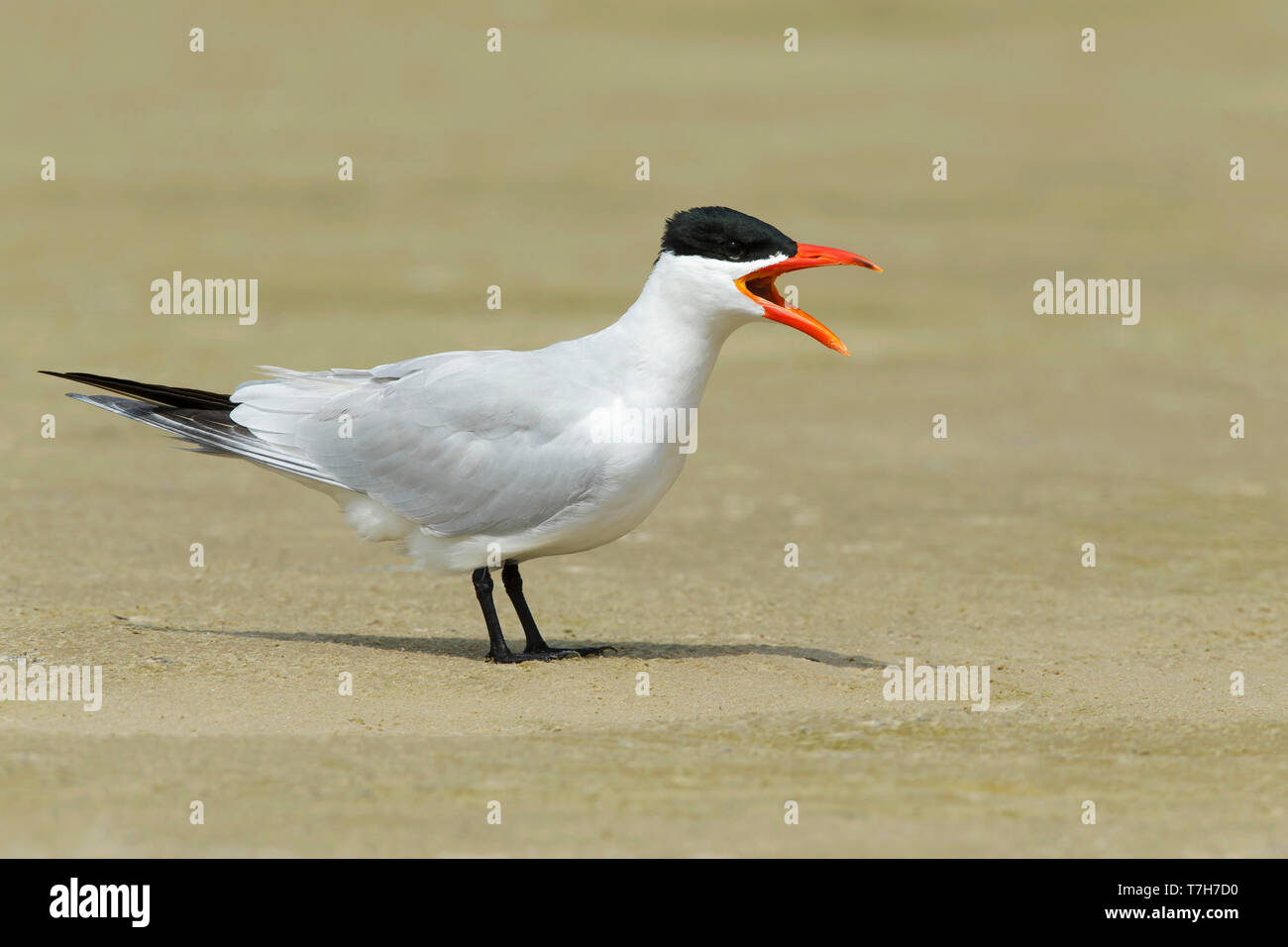 Adult Caspian Tern (Hydroprogne caspia) calling on a beach in full breeding plumage in Galveston County, Texas, USA, during spring. Stock Photo