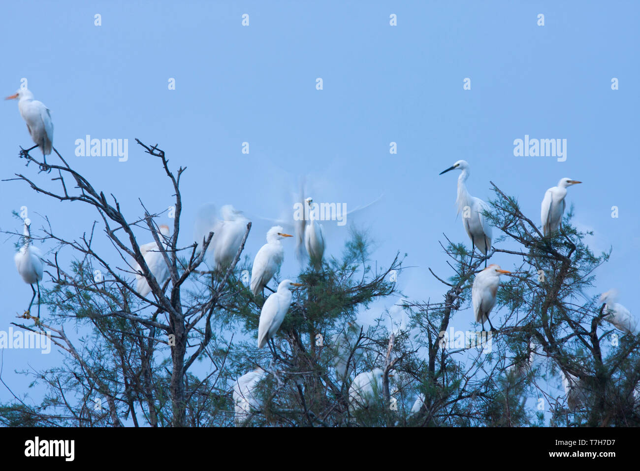 Colony of Cattle Egrets (Bubulcus ibis ssp. ibis), with Little Egrets, in France. Stock Photo