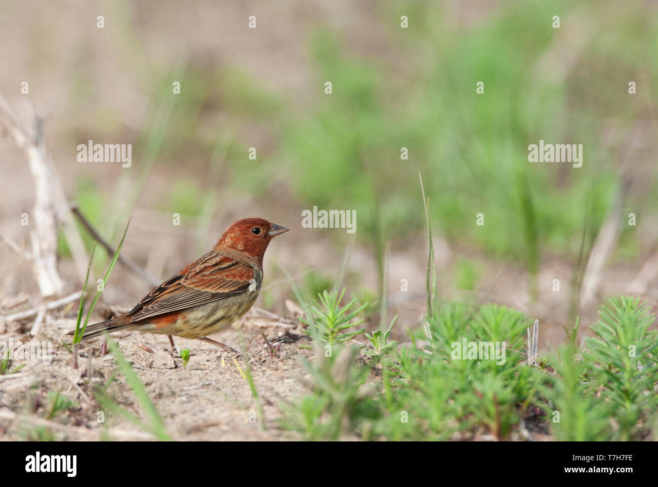 Chestnut bunting in the grass Stock Photo