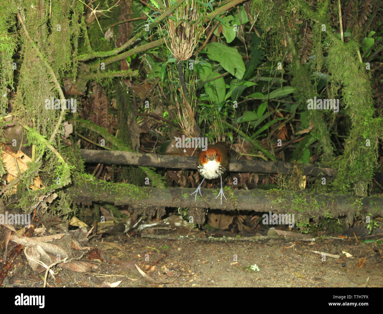 Chestnut-crowned Antpitta (Grallaria ruficapilla) in understory of subtropical montane rain forest in Rio Blanco reserve, central Andes valley in Colo Stock Photo