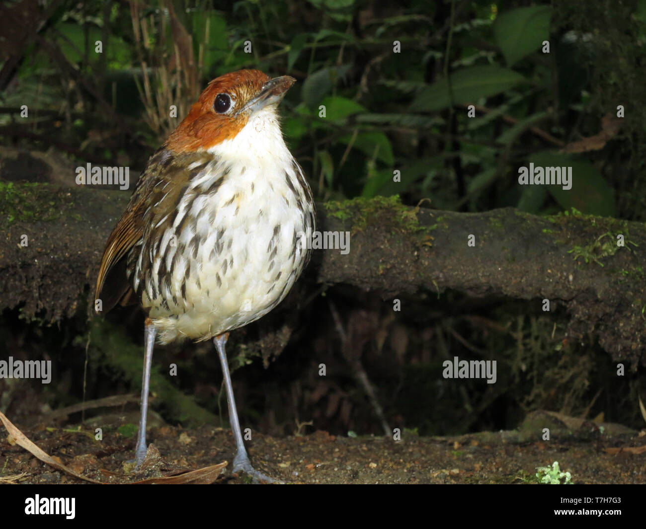 Chestnut-crowned Antpitta (Grallaria ruficapilla) in understory of subtropical montane rain forest in Rio Blanco reserve, central Andes valley in Colo Stock Photo