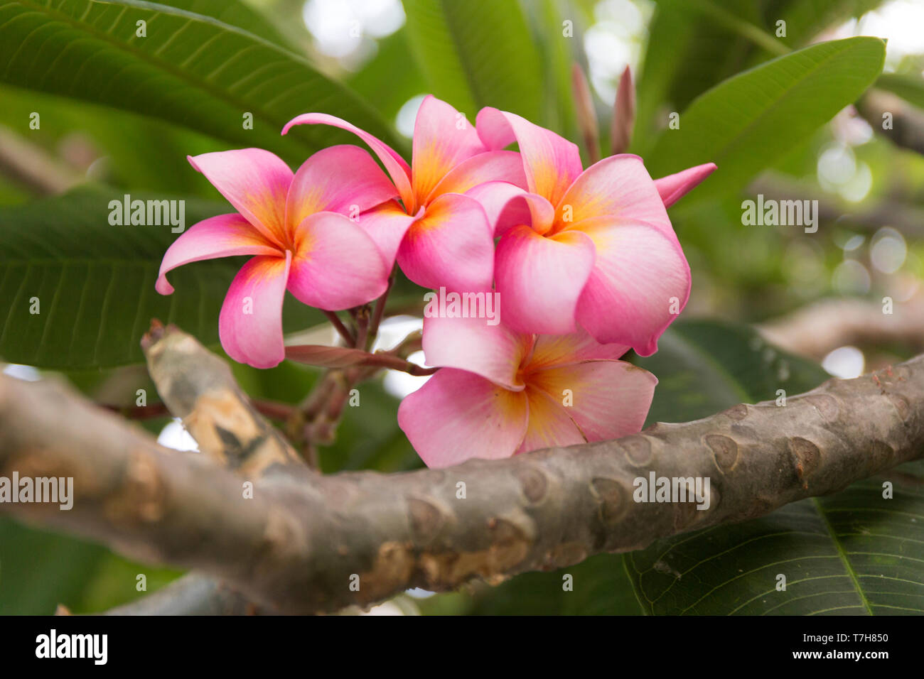 Pink tropical background hi-res stock photography and images - Alamy