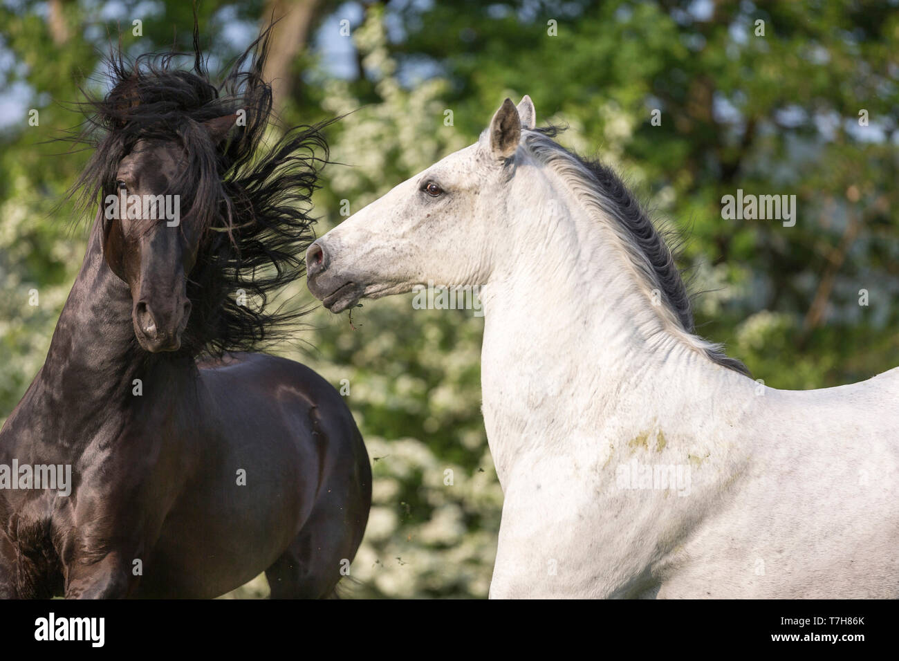 Pure Spanish Horse, Andalusian. Blind gelding and its friend a juvenile black stallion playing on a flowering meadow. Switzerland, Stock Photo