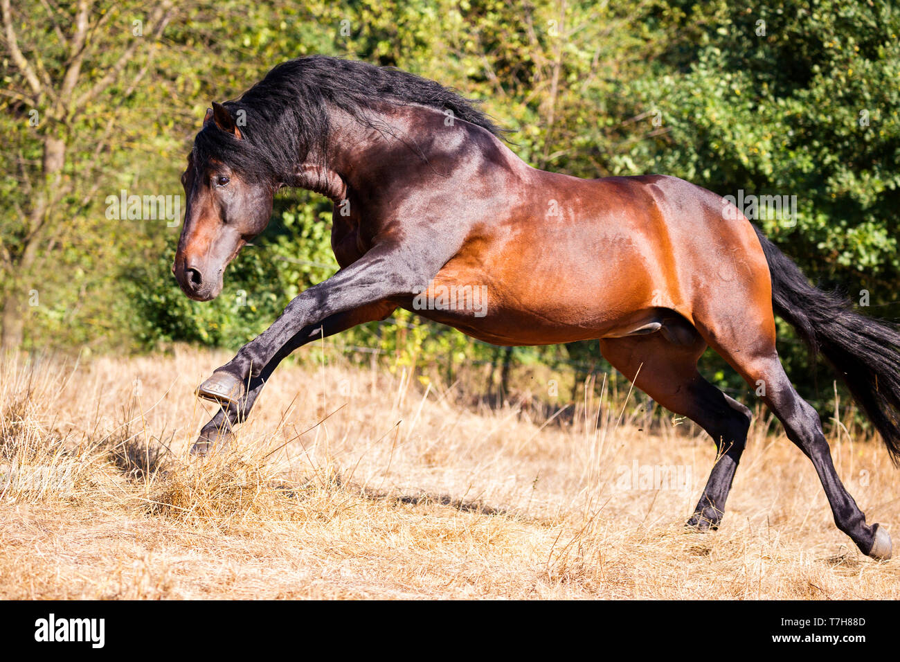 Pure Spanish Horse, PRE, Andalusian Horse. Bay stallion galloping on a pasture. Germany Stock Photo